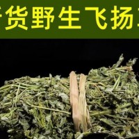 飞扬草50克大飞扬草干货乳籽草大乳汁草节节花500克g中草药 大飞扬草50克